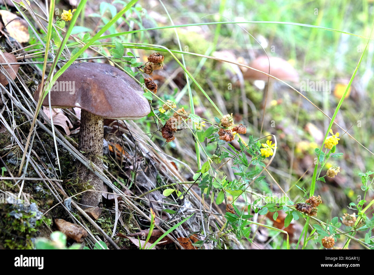 Edible mushroom. Brown cap boletus growing on forest slope in moss on autumn day horizontal view closeup Stock Photo