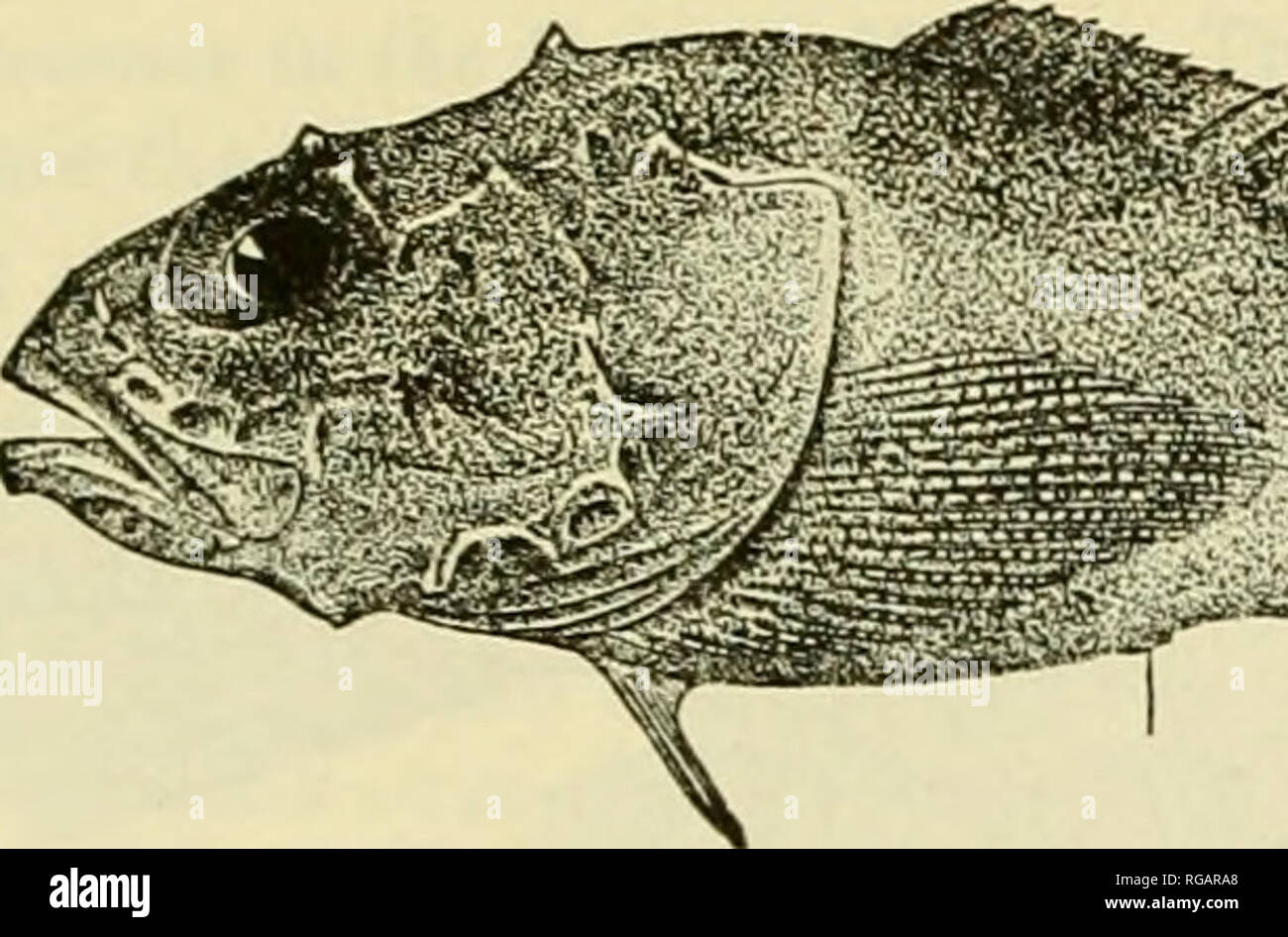 . Bulletin of the United States Fish Commission. Fisheries -- United States; Fish-culture -- United States. FISHES OF THE GULF OF MAINE 329 124. Deep-sea SCUlpin (('ottunculus microps Collett) Jordan and Evermann, 1896-1900, p. 1992. Description—In this species the head spines, so characteristic of most sculpins, are reduced to bony knobs, of which there are four on the top and several on the sides of the head. The two portions of the dorsal fin (spiny and soft) are united into one continuous fin, a feature that marks it off from all other local sculpins, while the spiny part (only 6 spines) i Stock Photo