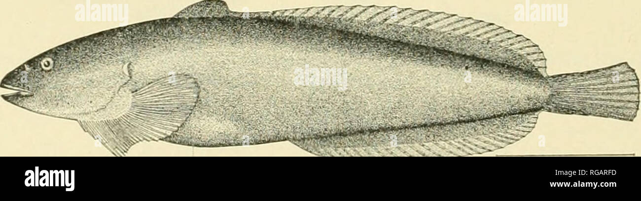 . Bulletin of the United States Fish Commission. Fisheries -- United States; Fish-culture -- United States. Fig. 99.—Neoliparis rutteri Gilbert &amp; Snyder. 189. Neoliparis callyodon I Paha-1. One hundred and twenty-six specimens, 0.75 to 5 inches long, secured in 1903 from the following places: Shakan Bay; Diamond Point; Point Ellis: Punter Bay; stations -1205-7; Naha Bay. Loring; Neah Bay, and at Karluk. Recorded (Bean 1S82. as Li parts calliodon) from Port Etches; Belkofski; Sanborn Harbor. Shtt- magins; Nateekin Bay, Unalaska; Adak; Amchitka; St. Michael. Unalaska (Gilbert 1895). Karluk a Stock Photo
