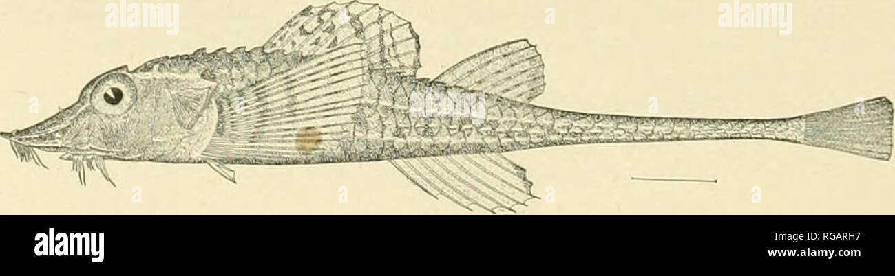 . Bulletin of the United States Fish Commission. Fisheries -- United States; Fish-culture -- United States. Fig. 91.—Oeca dodecaedron (TilesiU3). 170. Pallasina barbata (Steindachner). Twelve specimens, 2.25 to 4 inches long, seined in Funter Bay; one, 4.75 inches long, seined in Kilisut Harbor; two, 3.8 and 5 inches long, seined in Cleveland Passage; all collected by the Albatross in 1903. These specimens might just as well be called P. air, except for the 3 or more rows of plates (some times 2) on median line in front of ventrals. P. air is said to have but 2 and the neighboring plates small Stock Photo