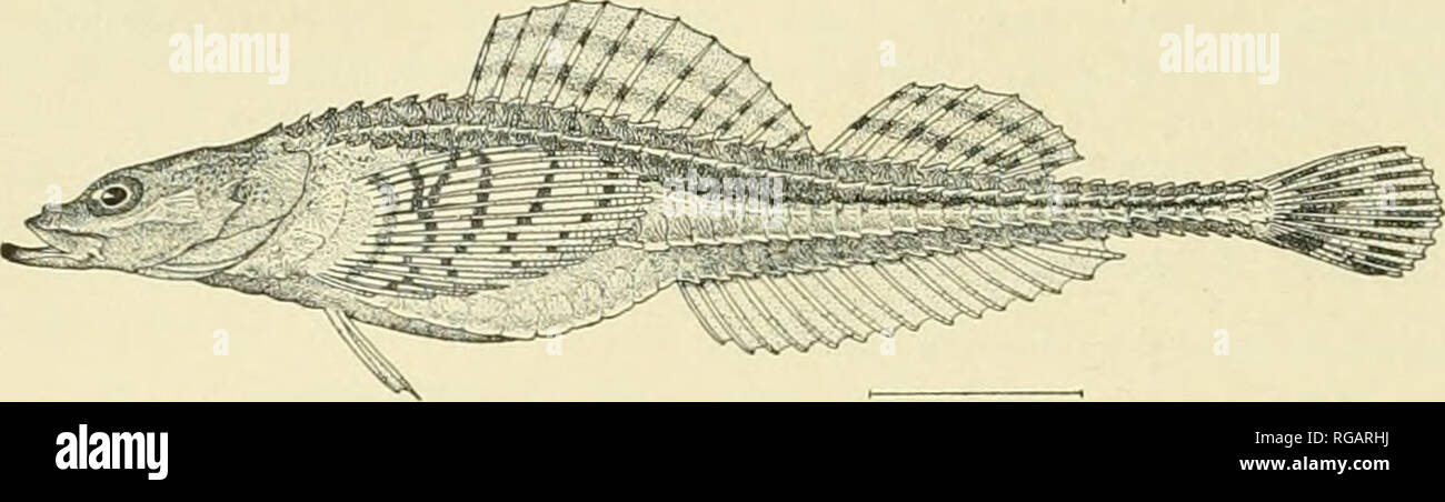 . Bulletin of the United States Fish Commission. Fisheries -- United States; Fish-culture -- United States. 328 BULLETIN OF THE BUREAU OF FISHERIES. 169. Occa dodecaedron (Tilesius). Recorded by Nelson (1887) from Unalaklik and by Gilbert (1895), as Brachyopsis dodecaedrus, from Bristol Bay at stations 3239, 3240, 3242, and 3248.. Fig. 91.—Oeca dodecaedron (TilesiU3). 170. Pallasina barbata (Steindachner). Twelve specimens, 2.25 to 4 inches long, seined in Funter Bay; one, 4.75 inches long, seined in Kilisut Harbor; two, 3.8 and 5 inches long, seined in Cleveland Passage; all collected by the  Stock Photo
