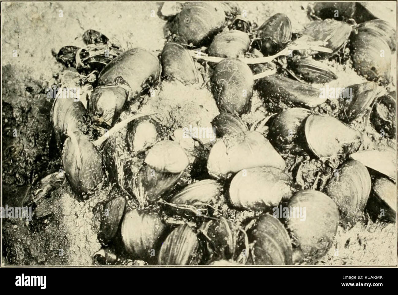 . Bulletin of the United States Fish Commission. Fisheries -- United States; Fish-culture -- United States. Fig. 2o5.—A crimp of living mussels whose shells are encrusted with Bryozoa, barnacles, sea anemonies, ami serpulids. Fui. 207.—Vertical view oJ mussels on a natural lied, showing the characteristic position they assume with the anterior end buried in the sand and the posterior or syphon end projecting well above the level oi the bottom.. Please note that these images are extracted from scanned page images that may have been digitally enhanced for readability - coloration and appearance  Stock Photo