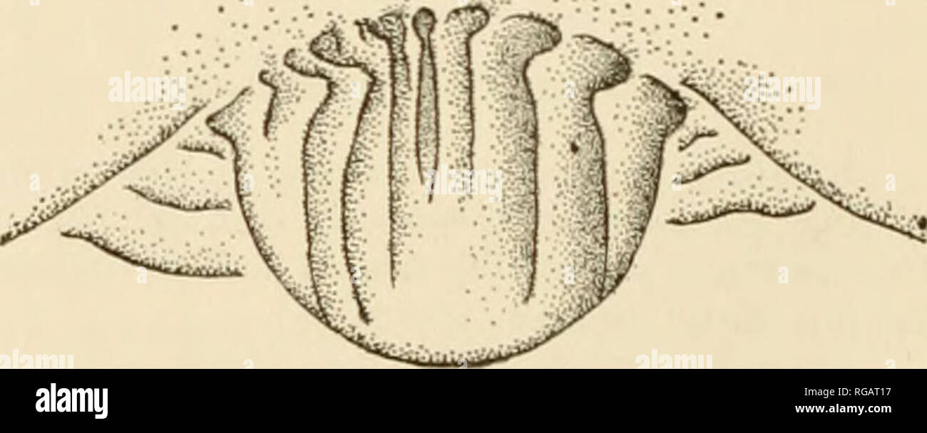 . Bulletin of the United States Fish Commission. Fisheries -- United States; Fish-culture -- United States. CEPHALOPODS OF WESTERN NORTH AMERICA. 299 Ommastrephes cylindricus d*Orbigny, 1835, p. 54, pi. 3, fig. 3-4. Bartramn d'Orbigny, 1835, p. 55. cyliiulncus d'Orbigny, in d'Orbigny and Ferussac, 1835, p. 54. pi. 111, fig. 3-4 (fide Hoyle). Loliiio vilreus Rang, 1837. p. 71, pi. 36 (fide d'Orbigny). Ommastrephes Bartramn d'Orbigny, 1838, p. 59, no. 15 (fide d'Orbigny). cyltrulrkus d'Orbigny, in d'Orbigny and Ferussac, 1839, p. 347; Calmars, pi. 11; Ommastr., pi. n, fig. 11-30 (fide Hoyle). d' Stock Photo