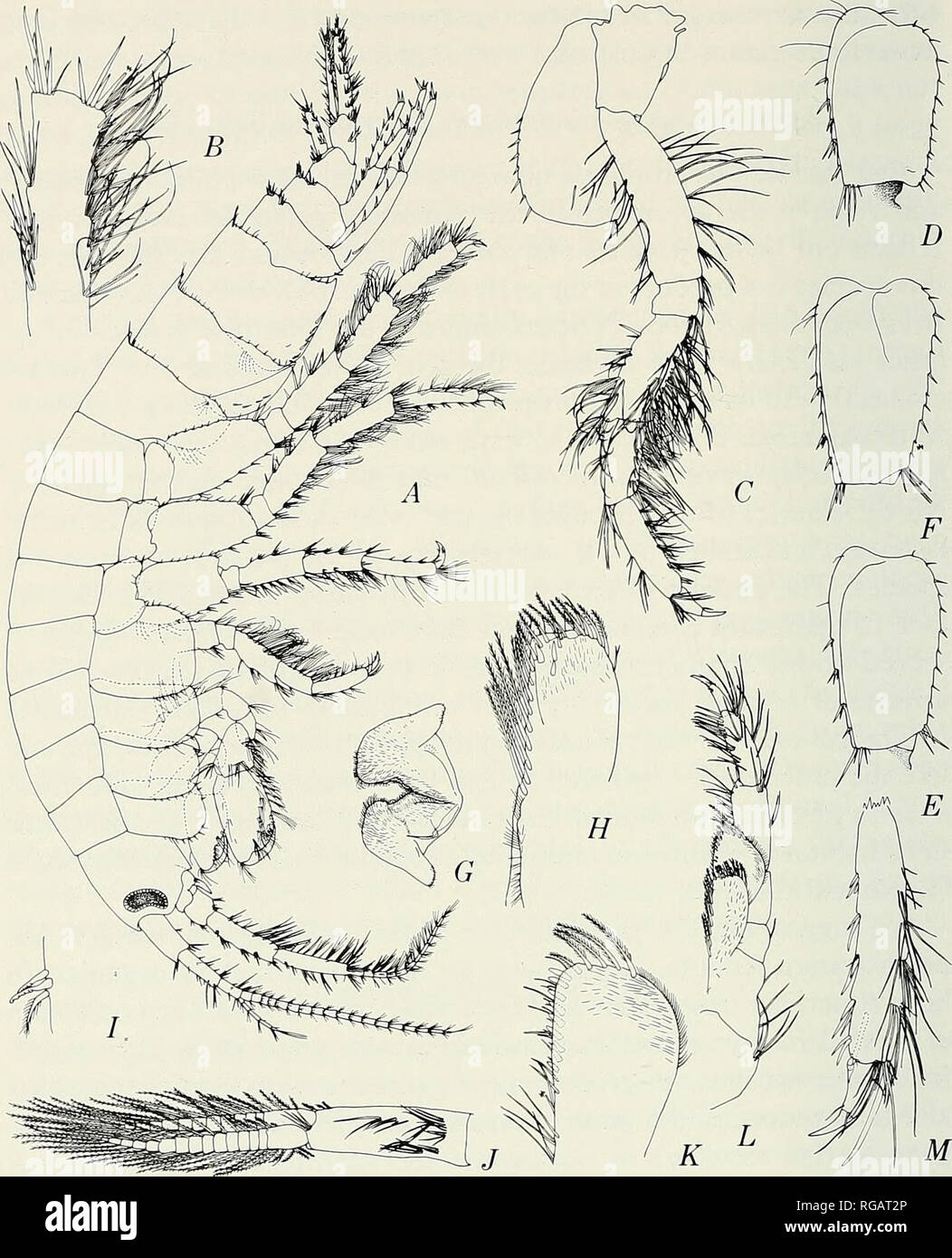. Bulletin of the Southern California Academy of Sciences. Science; Natural history; Natural history. 222 Bulletin So. Calif. Academy Sciences I Vol. 67, No. 4, ig68. Figure 1. Gammarus (Mucrogammarus) mucronatus Say, male, 9.0 mm, Salton Sea: A, lateral view of body; B, article 5 of pereopod 4 (upside down); C, pereo- pod 1; D, E, F, article 2 of pereopods 3, 4, 5; G, lower lip; H, inner plate of maxilliped; I, coupling hooks of pleopod 1; J, pleopod 1; K, outer plate of maxil- liped; L, maxilliped; M, articles 6-7 of pereopod 4.. Please note that these images are extracted from scanned page  Stock Photo