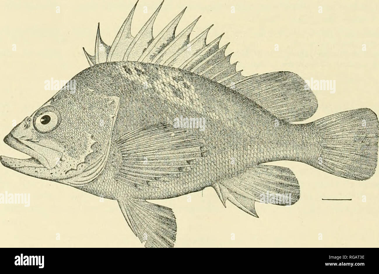 . Bulletin of the United States Fish Commission. Fisheries -- United States; Fish-culture -- United States.  NH;. A Fig. 37.—Sebastodes caurinus (Richardson). 88. Sebastodes malig-er (Jordan &amp; Gilbert). Yellow-backed Rodcfish. Two specimens (nos. 108 and 109), 6.5 and 7.5 inches long, seined at Onion Bay, June 22, and 2 caught on hook at same place June 23; also 2 (nos. 2954 and 2955), 8.5 and 9.5 inches long, taken on. Fig. 38.—Sebastodes maliger (Jordan &amp; Gilbert). hook at Sitka. July 28; 5 specimens, 12.5 to 14 inches long, were taken by the Albatross at Mary Island; and a single s Stock Photo
