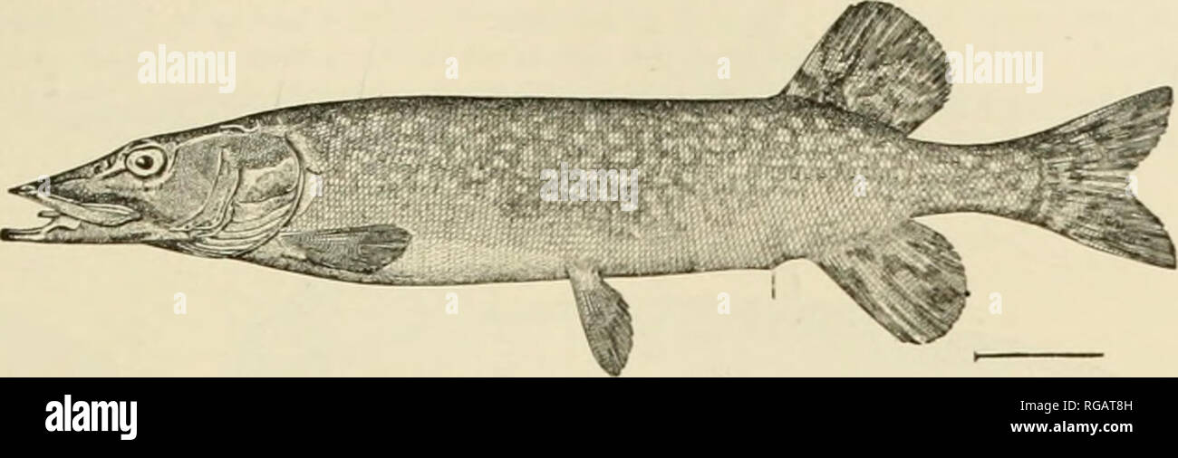 . Bulletin of the United States Fish Commission. Fisheries -- United States; Fish-culture -- United States. THE FISHES OF ALASKA. 273 Famil)- zz. ESOCID.E. 57. Esox lucius Linnaeus. Recorded from Yukon River (Bean lssiij; common in Kobuk River(Townsend 1887); Androafski, Yukon River (Nelson 1887). No specimens were obtained by lis, but we were informed that it occurs in Lake Atlin and Tagish Arm.. Fig. 22.-Esox lucius I.inna&gt;us. Family zy GASTEROSTEIDjE. The Sticklebacks. 58. Pygosteus pungitius I I.inna?us). This species has been recorded by Turner (188G), from St. Michael. Gilbert (1895), Stock Photo