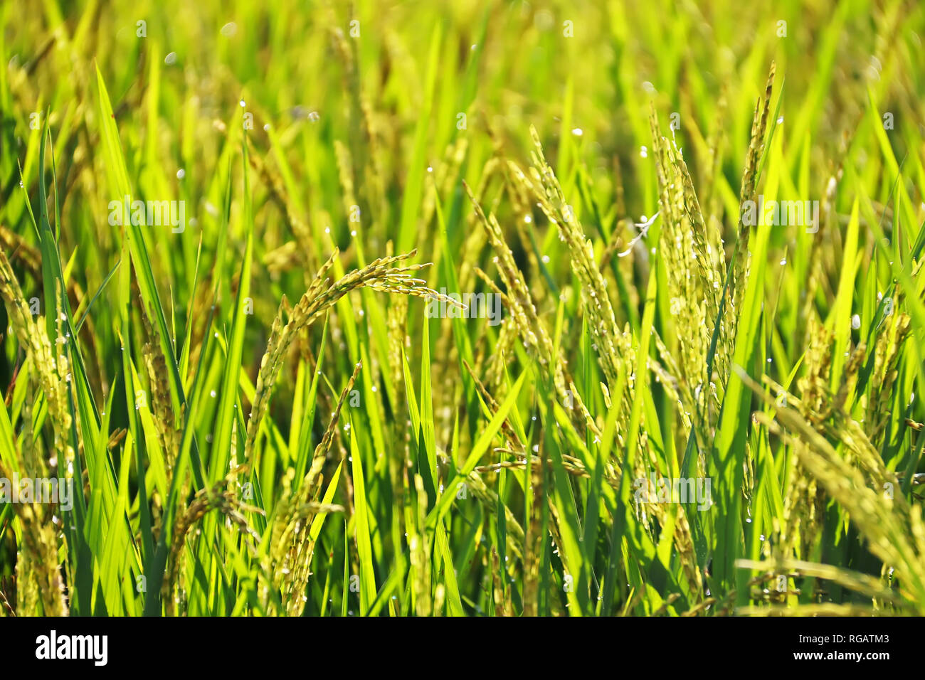 Close-up of yellow paddy rice field waiting for harvest in Thailand Stock Photo