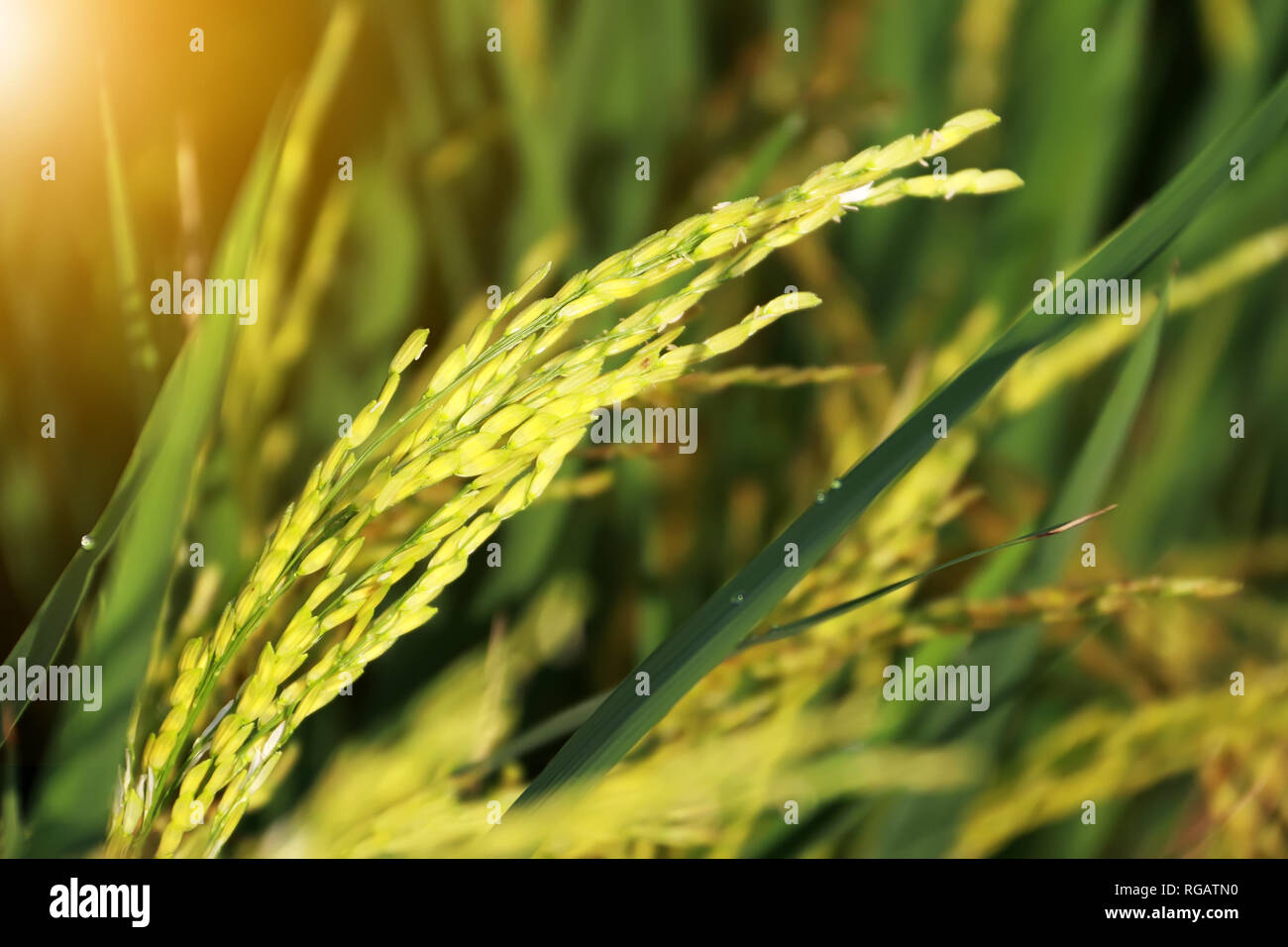 Close-up of yellow paddy rice field waiting for harvest Thailand Stock Photo