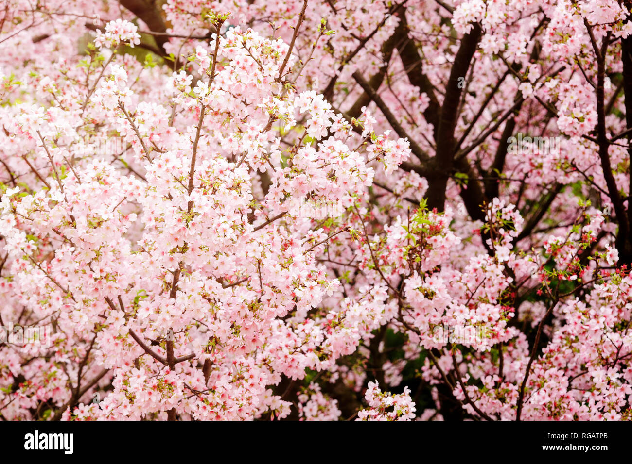 THe Sakura Flower or Cherry Blossom With Beautiful Nature Background ...