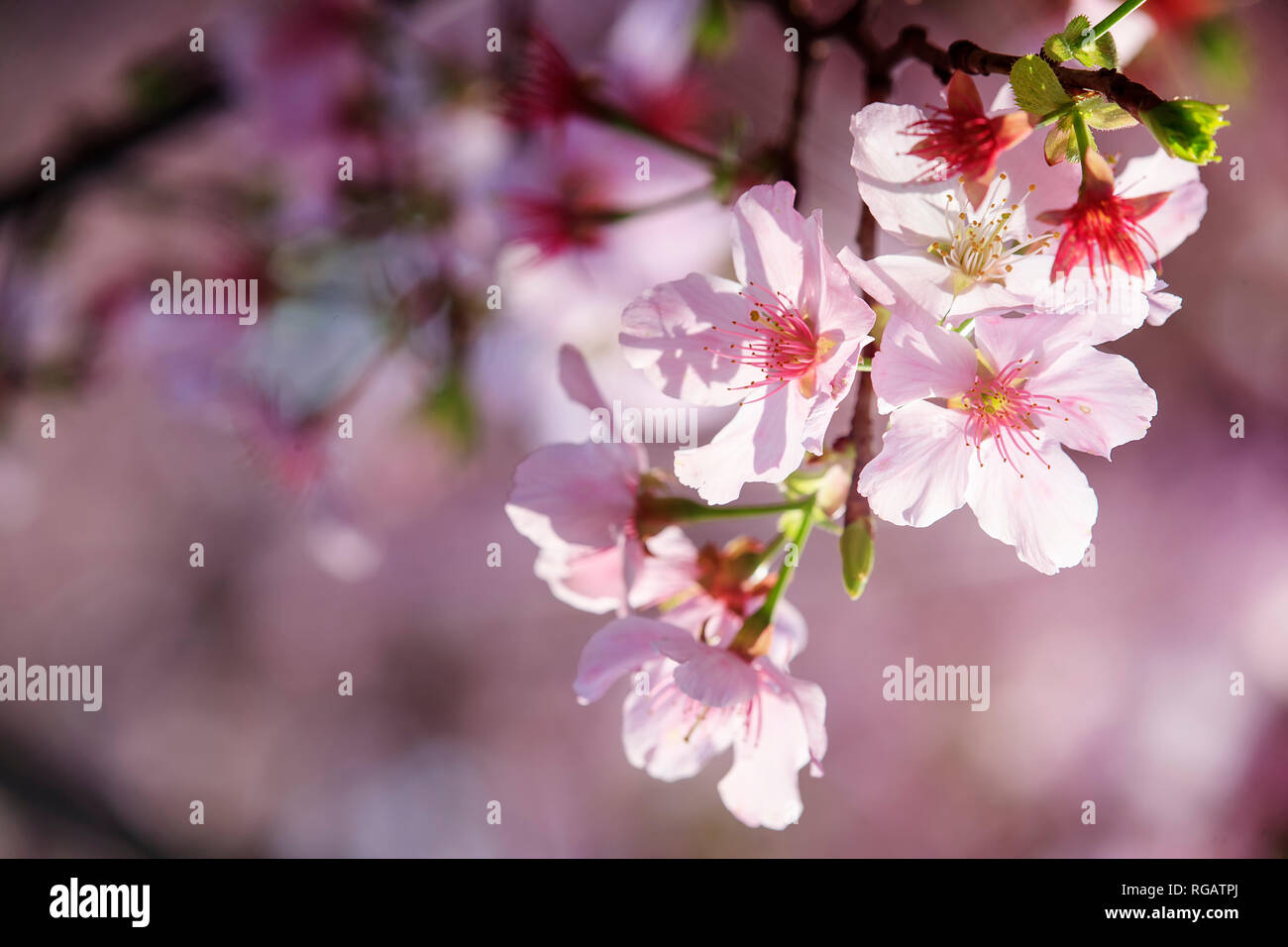 THe Sakura Flower or Cherry Blossom With Beautiful Nature Background ...