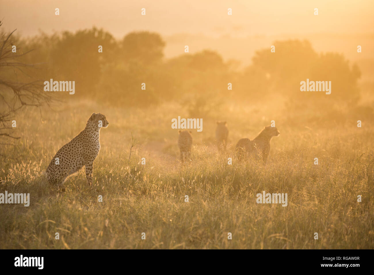 Group of cheetahs on the savannah at sunrise Stock Photo