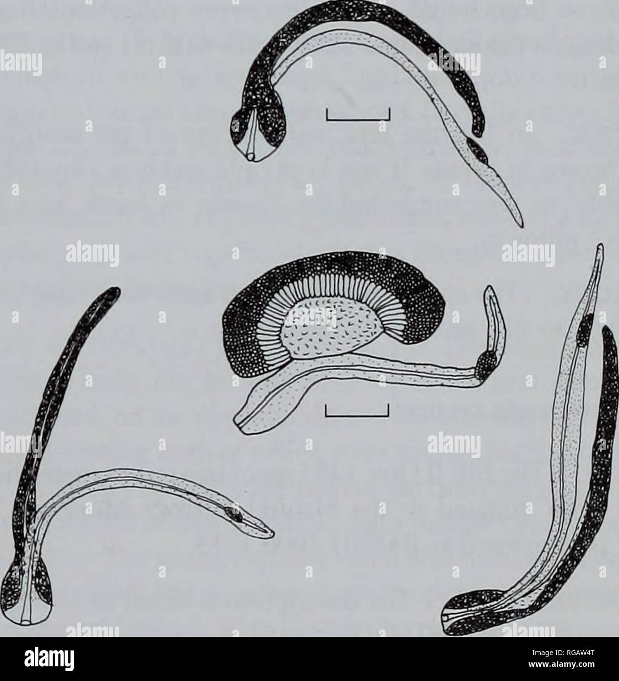 . Bulletin of the Natural History Museum (Zoology). Fig. 11 Erenna laciniata. A., B. gastrozooids; C. palpon. Scale 2 mm. D. male gonophores. Scale 1 mm.. Fig. 12 Erenna laciniata. Three mature tentilla (Scale 1 mm), with (centrally) an immature one (Scale 0.5 mm). Palpon. (Fig. 11C). Numerous palpons, up to c. 15 mm long, were present with the specimens. They were featureless thin-walled sacs filled, with a milky-white amorphous substance, although in life they were suffused with a brownish hue. The extent of the proboscis was variable, but typically, at its base, there were some. Please note Stock Photo
