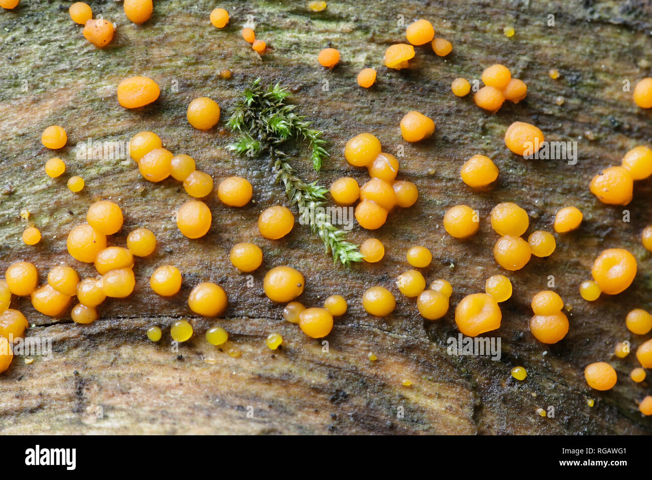Dacrymyces stillatus, common Jellyspot or jelly spot fungus Stock Photo
