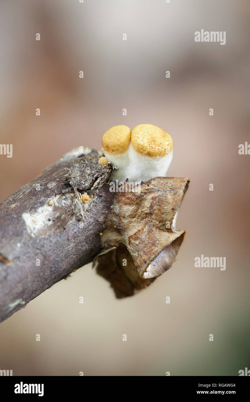 Bird's-nest fungus, Crucibulum laeve, new and old growth Stock Photo