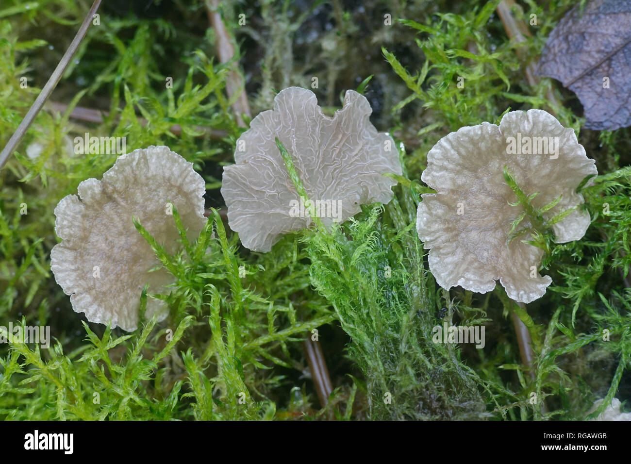 Arrhenia lobata, known as the lobed oysterling, wild mushroom from Finland Stock Photo