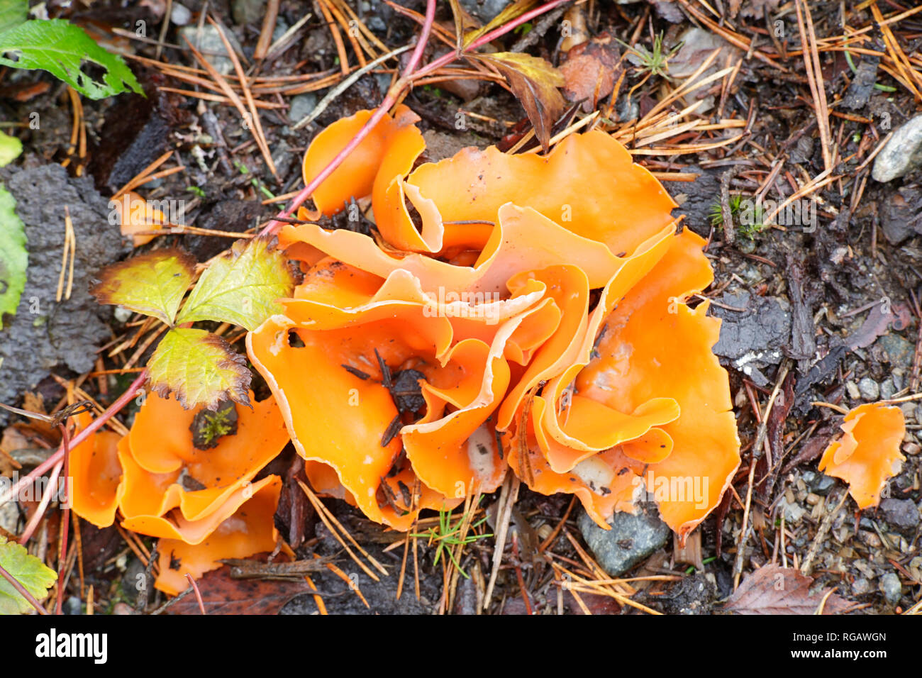 Orange peel cup fungus, Aleuria aurantia Stock Photo