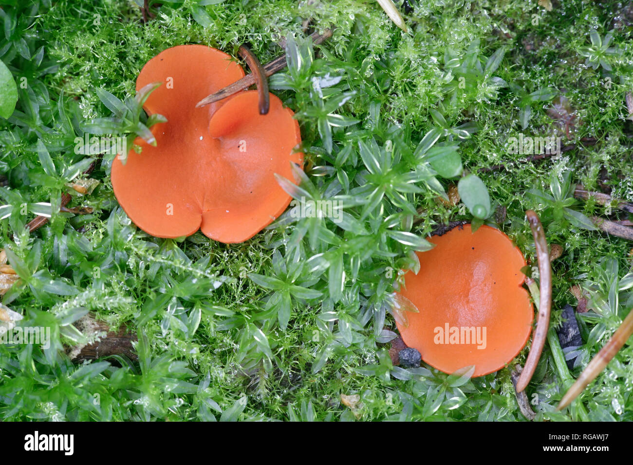 Orange cup, Melastiza cornubiensis Stock Photo