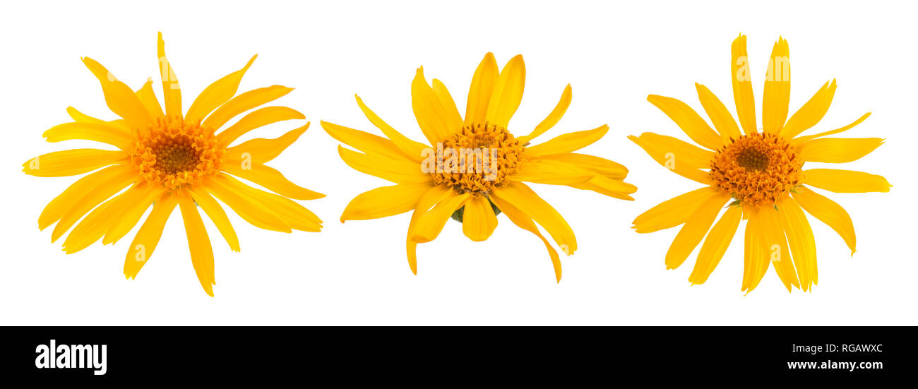 Arnica flowers isolated on white background Stock Photo