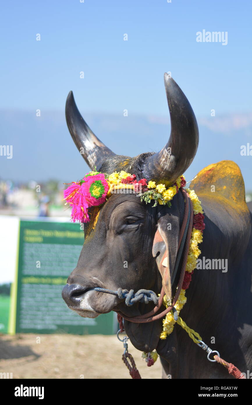 Indian Bull Stock Photo