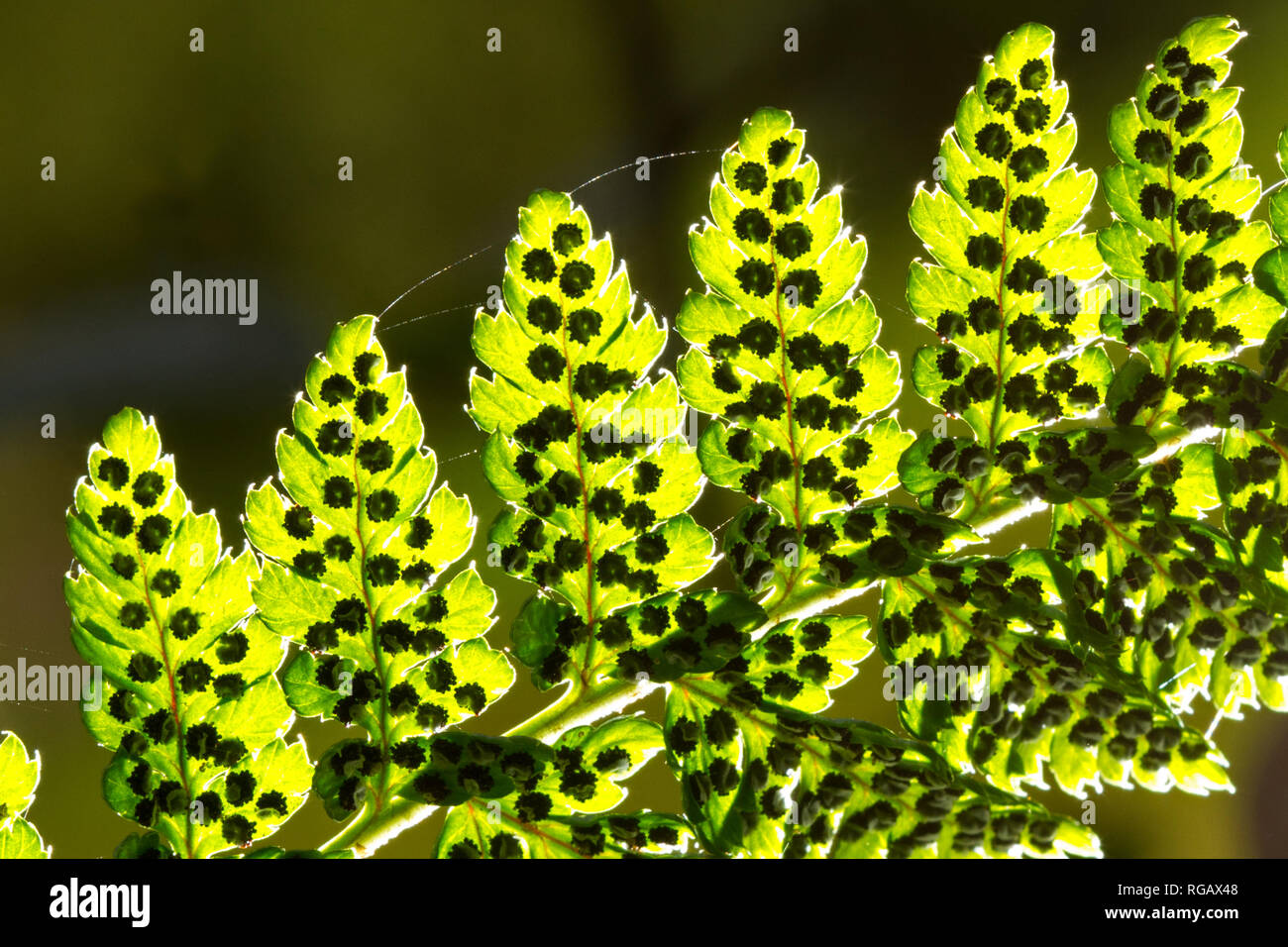 Close-up of the backlit leafs of a Fern, dark clusters of sporangia contrasting with the light green of the leaves Stock Photo
