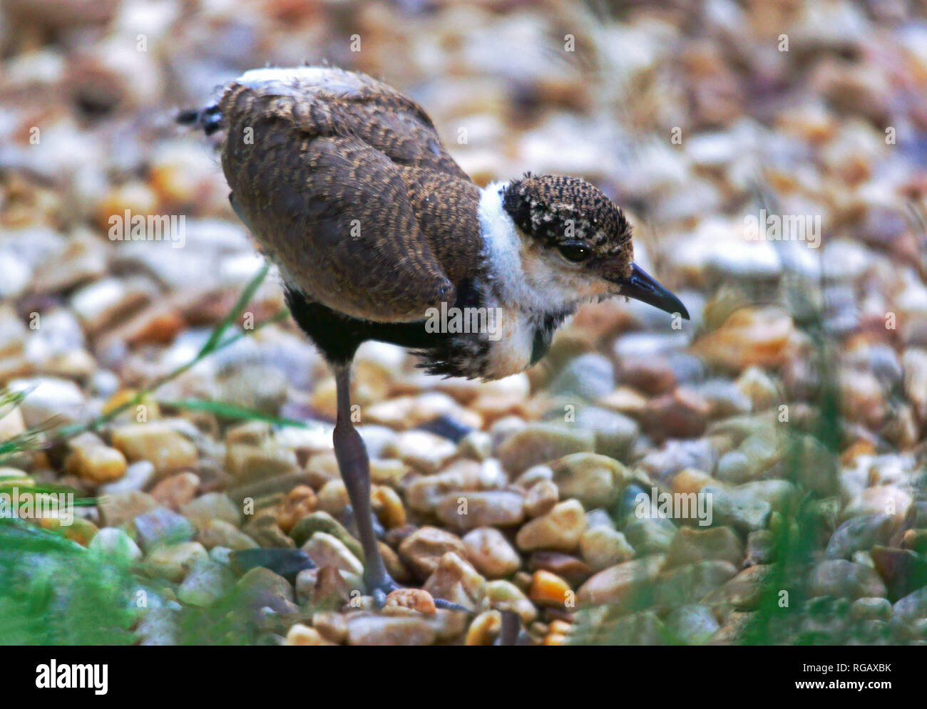 Spur-winged Plover  (Hoplopterus spinosus).Juvenile at 15 days old. Stock Photo