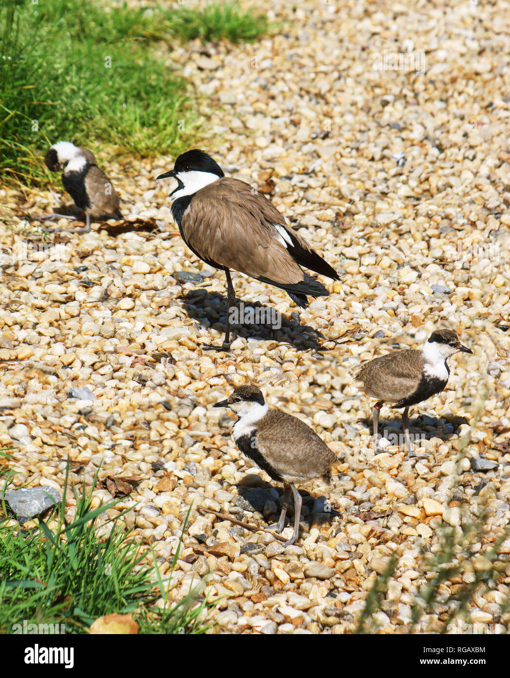 Spur-winged Plover (Hoplopterus spinosus).Adult with three young. Stock Photo