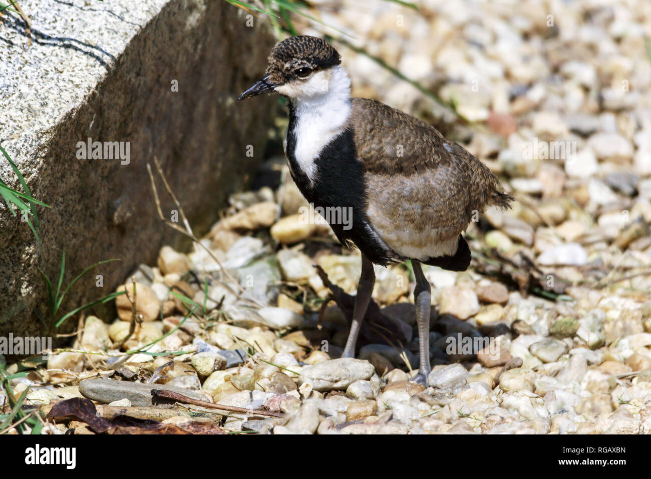 Spur-winged Plover  (Hoplopterus spinosus).Juvenile at 23 days old. Stock Photo