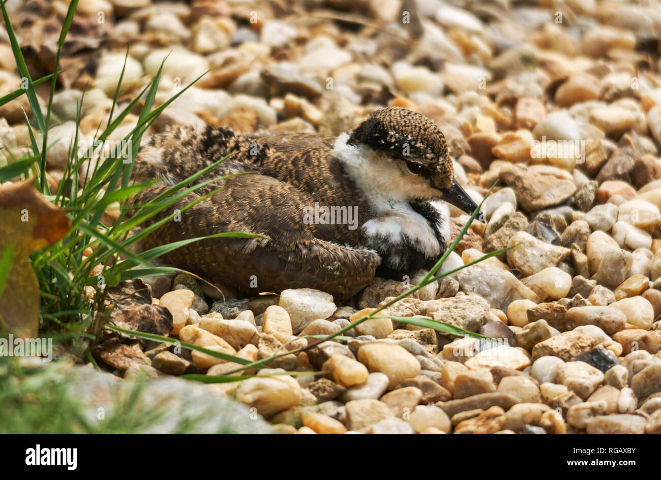Spur-winged Plover  (Hoplopterus spinosus).Juvenile at 15 days old. Stock Photo