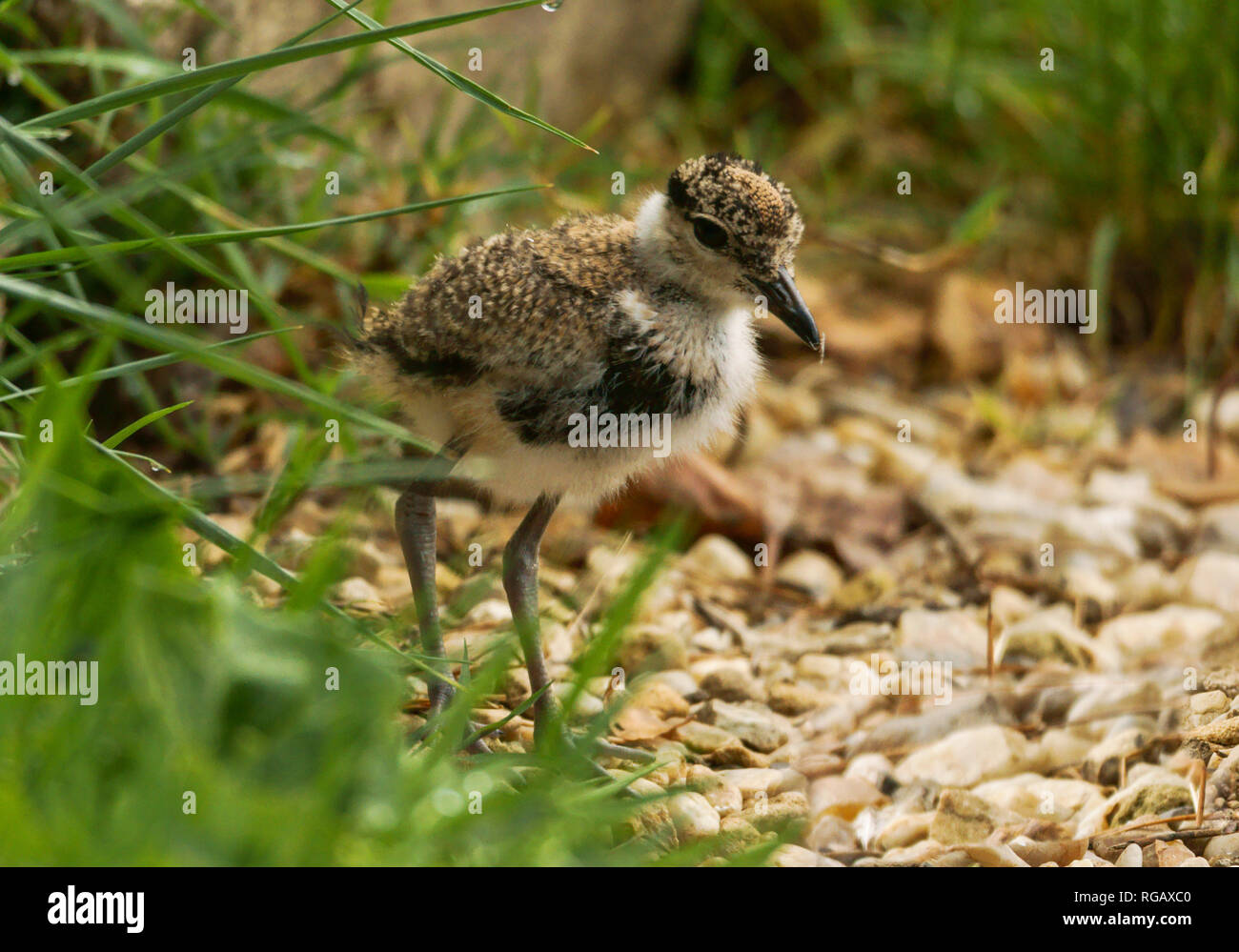 Spur-winged Plover  (Hoplopterus spinosus).Juvenile at 15 days old. Stock Photo