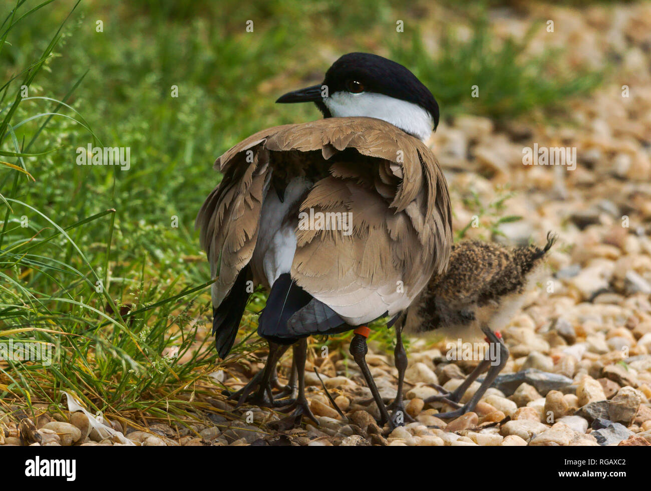Spur-winged Plover (Hoplopterus spinosus).Adult with young hiding underneath her. Stock Photo