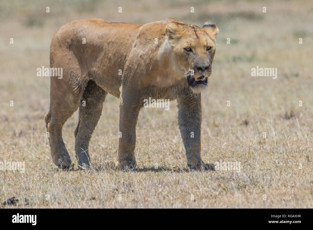 Lioness stands on the groun Stock Photo