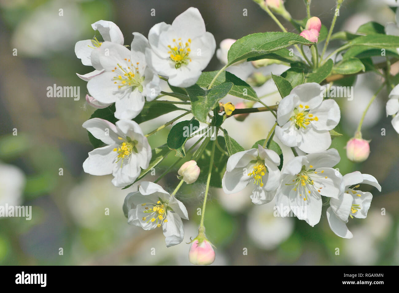 Apple tree blossom close up - soft blurred delicate spring background. Apple tree twig with white flowers, pink buds and green leaves - beauty of spri Stock Photo