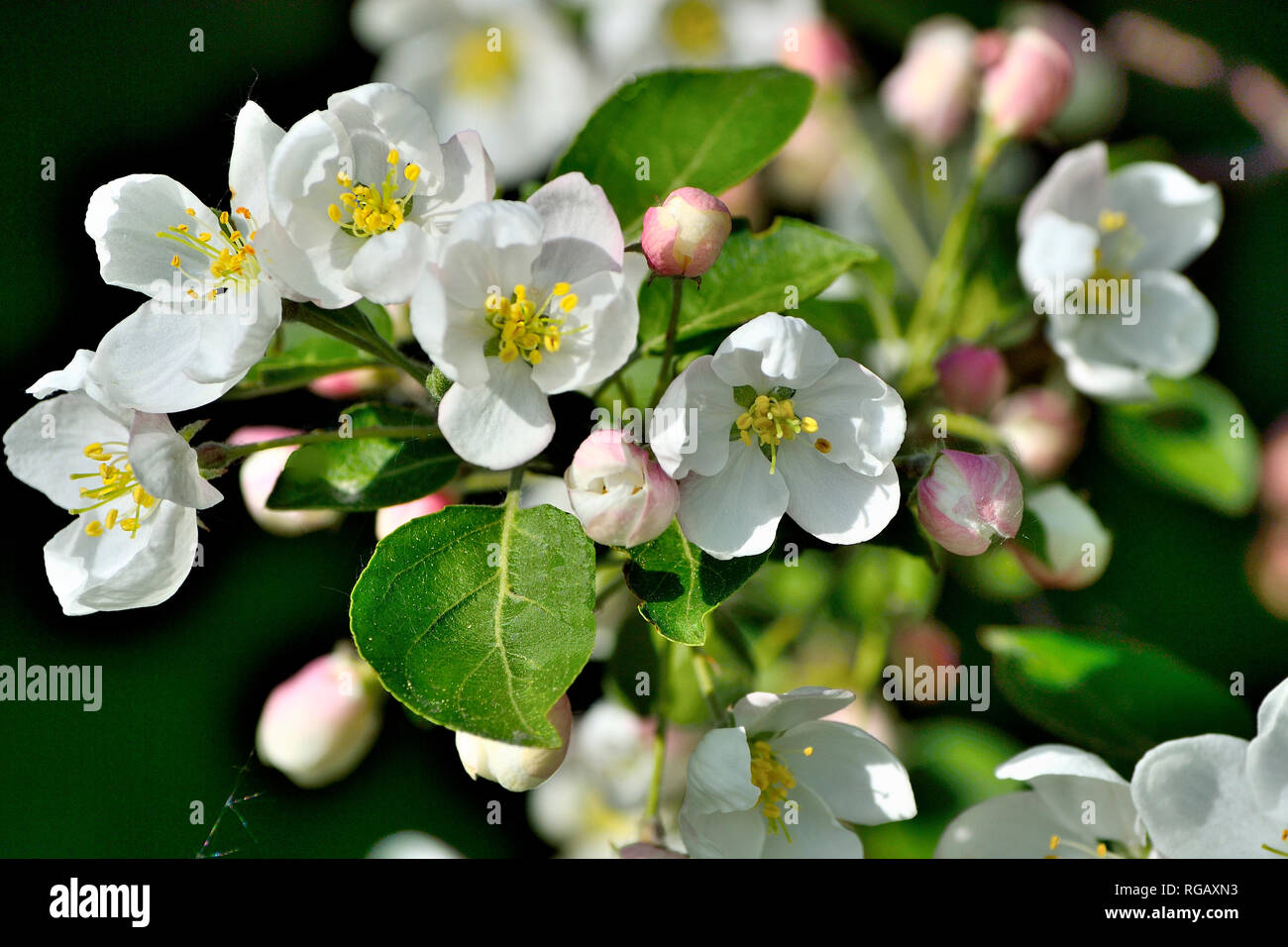 Apple tree blossom close up on a dark background - gentle spring background. Apple tree twig with white flowers, pink buds and green leaves - beauty o Stock Photo