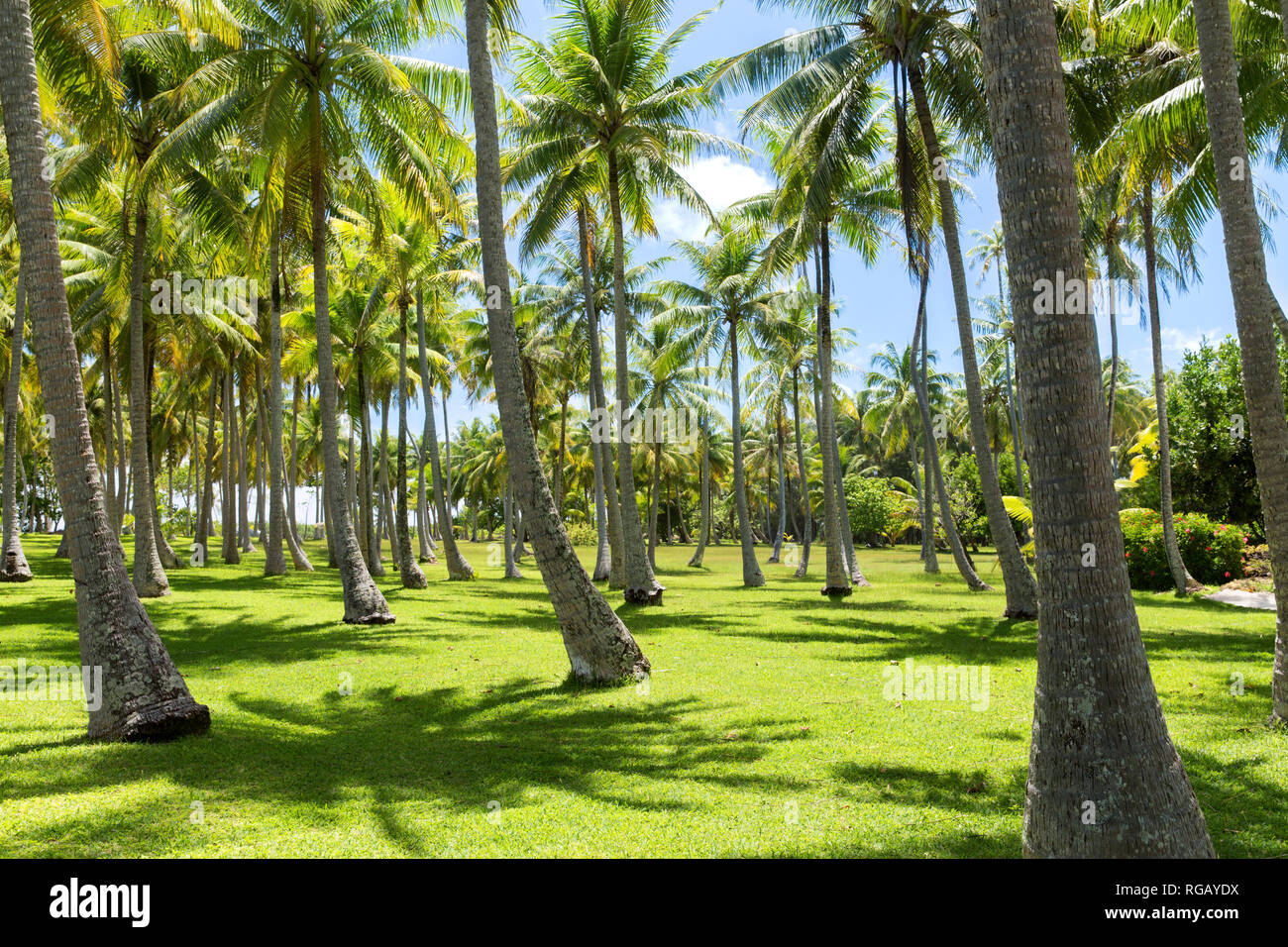 Palm trees on tropical island hi-res stock photography and images - Alamy