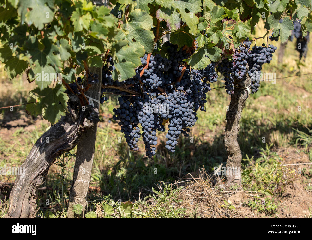 Red wine grapes ready to harvest and wine production. Saint Emilion