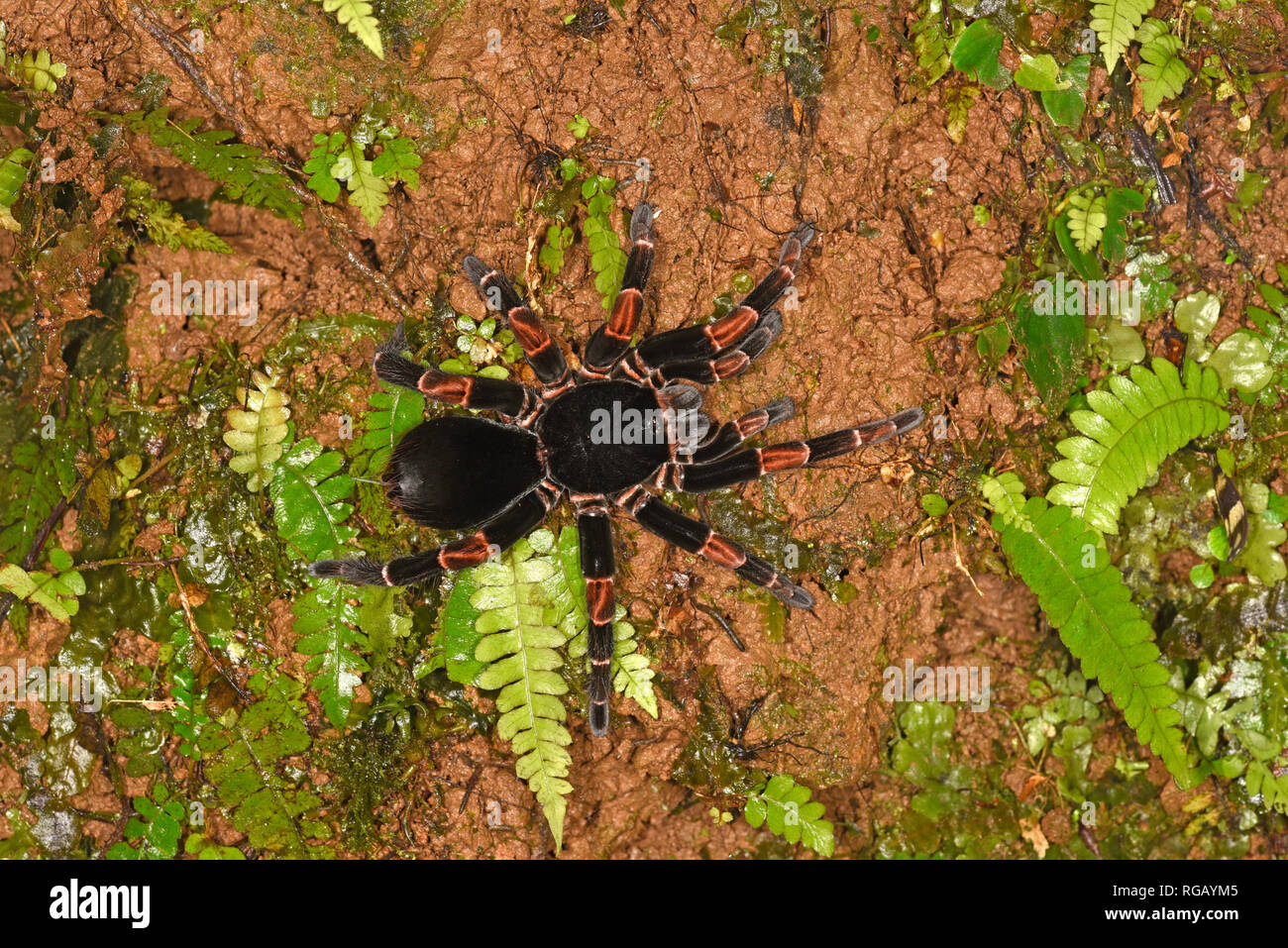 Costa Rican Orange-kneed Tarantula (Brachypelma smithi) walking on the ground, Turrialba, Costa Rica, October Stock Photo