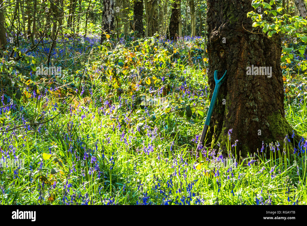 Bluebells on the forest floor in a country park in Dudley, UK. Stock Photo
