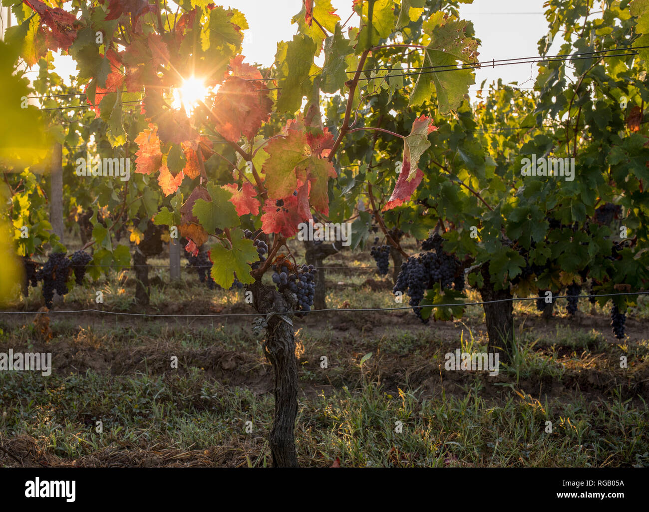 Morning light in the vineyards of Saint Georges de Montagne near Saint Emilion, Gironde, France Stock Photo