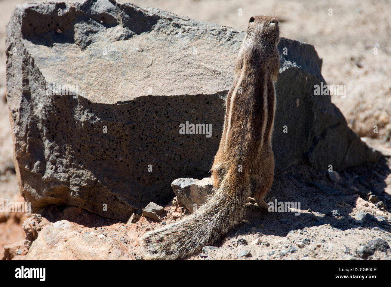 FUERTEVENTURA CHIPMUNKS (Barbary Ground Squirrels) Stock Photo