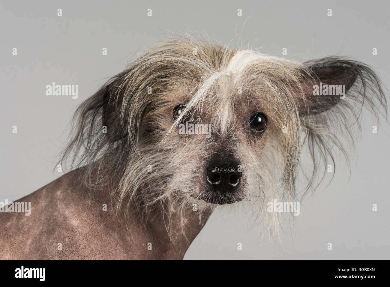 Messy hair dog hi-res stock photography and images - Alamy Messy hair dog hi-res stock photography and images - Alamy