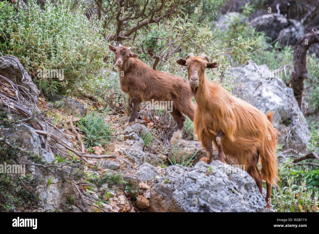 Curious goat and her kid climbings rocks  in Crete, Greece Stock Photo