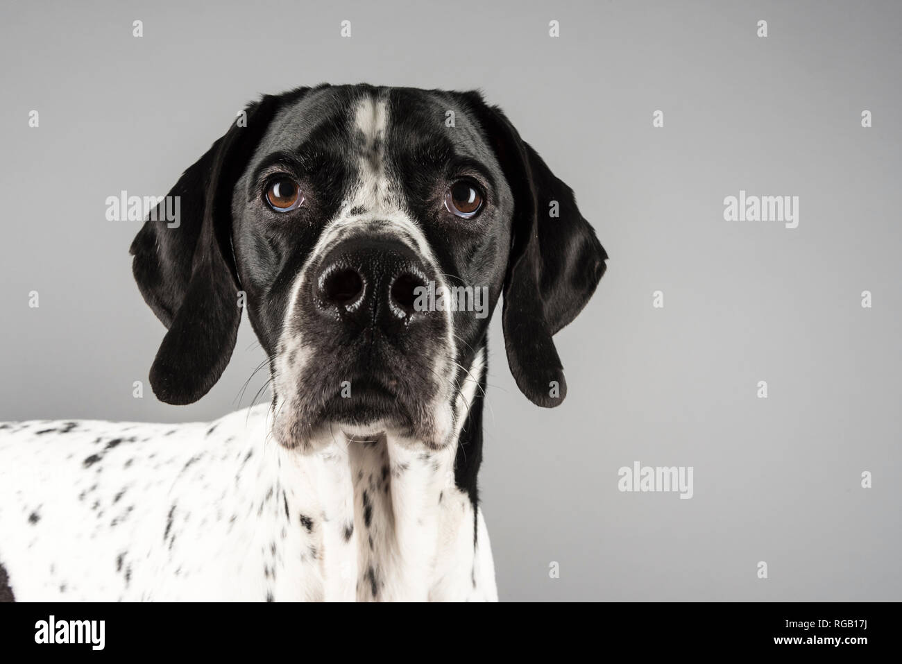 Portrait of a female Pointer dog, 5 years old, UK. Stock Photo