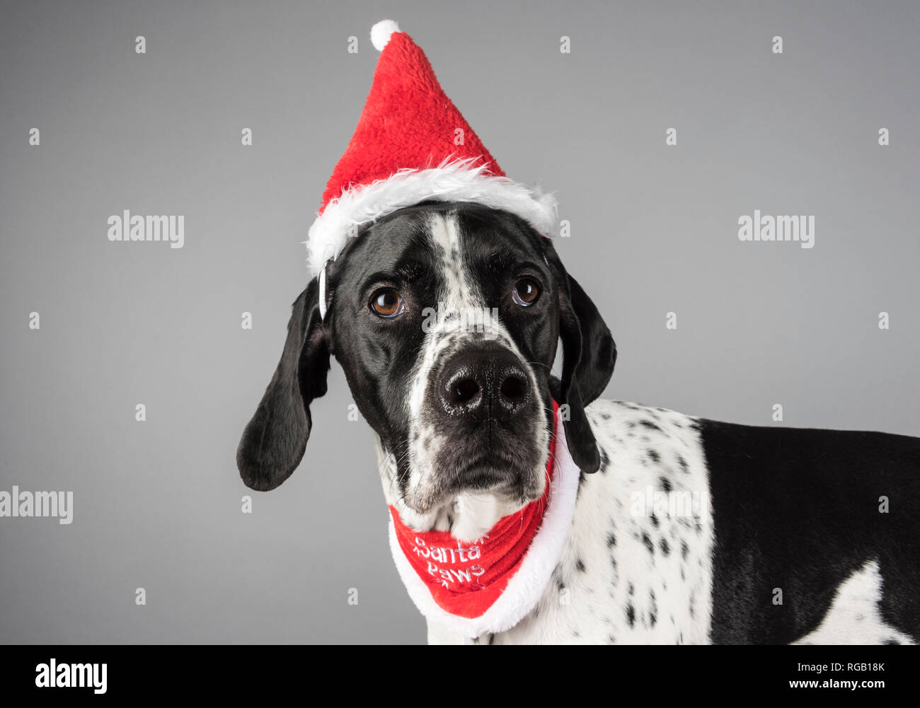 Female pointer dog wearing a Santa hat (and bandana), UK. Stock Photo