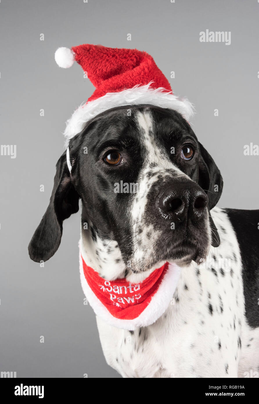 Female pointer dog wearing a Santa hat (and bandana), UK. Stock Photo