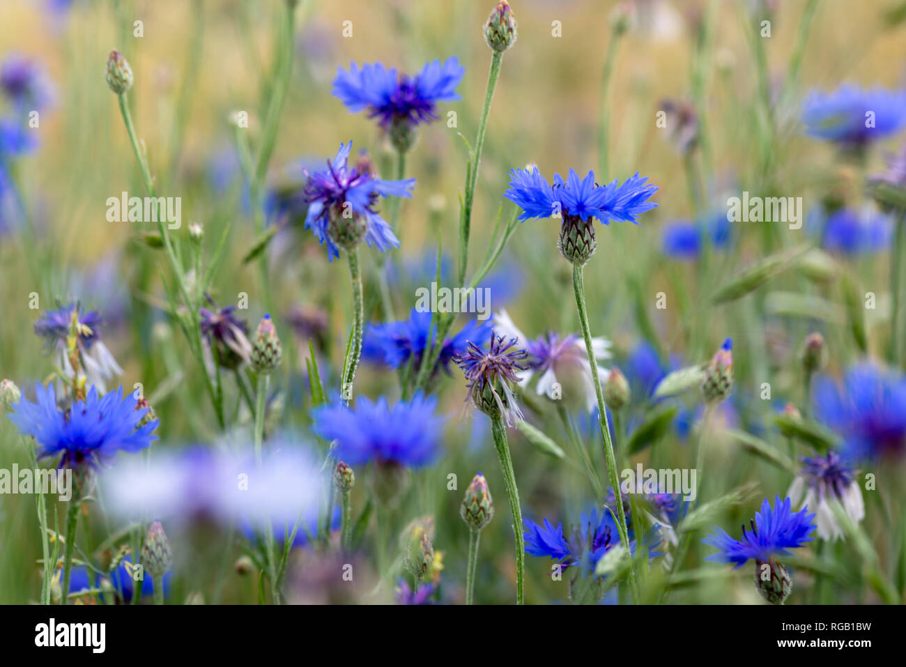 meadow with some blue autumn aster blossoms Stock Photo