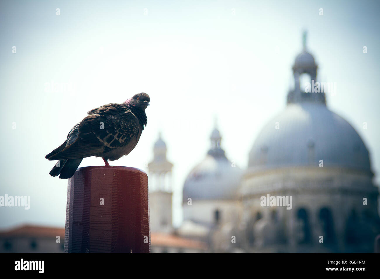 Seagull hanging out in Venice Stock Photo