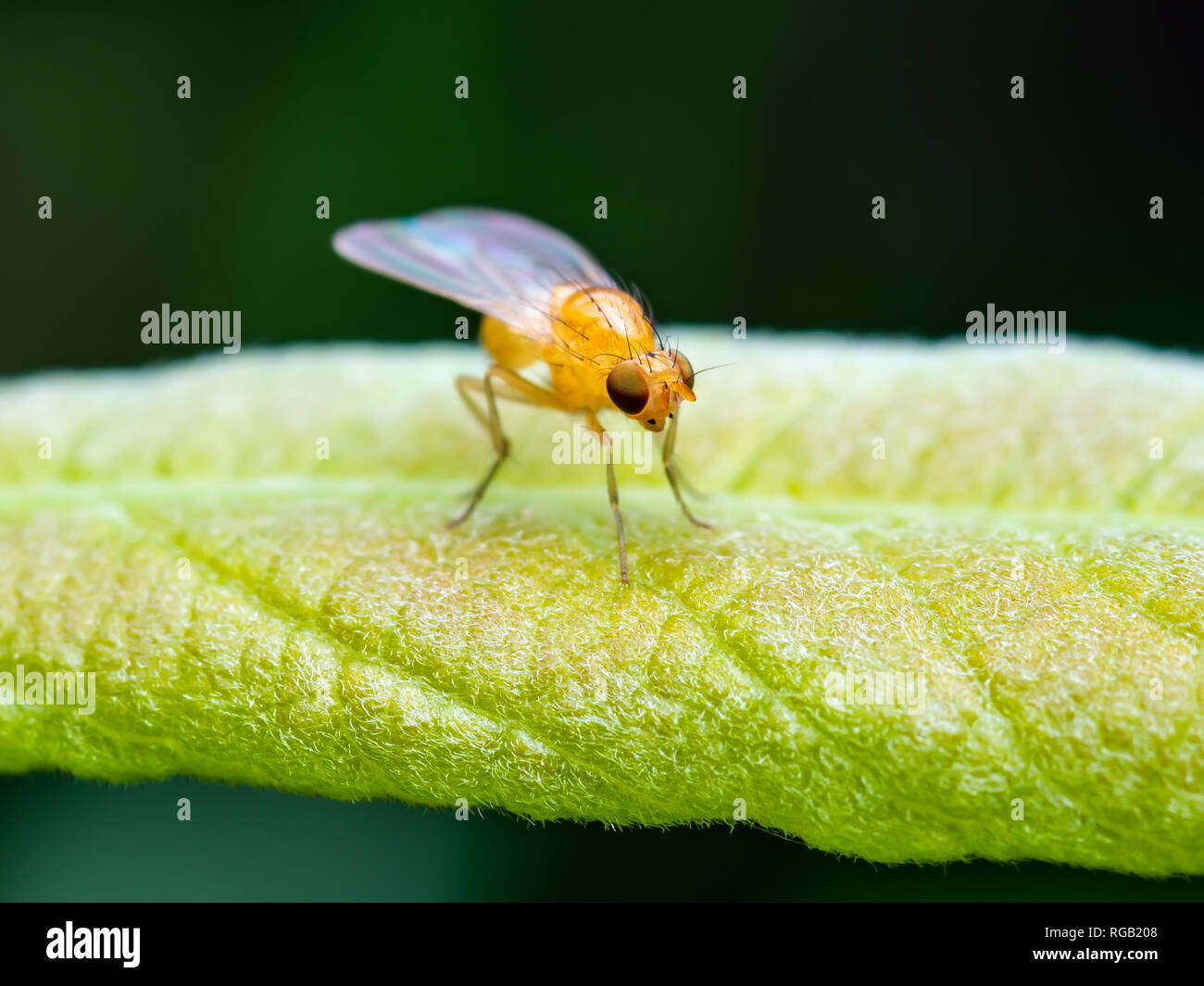 Exotic Drosophila Fruit Fly Diptera Insect on Planе Leaf on Dark