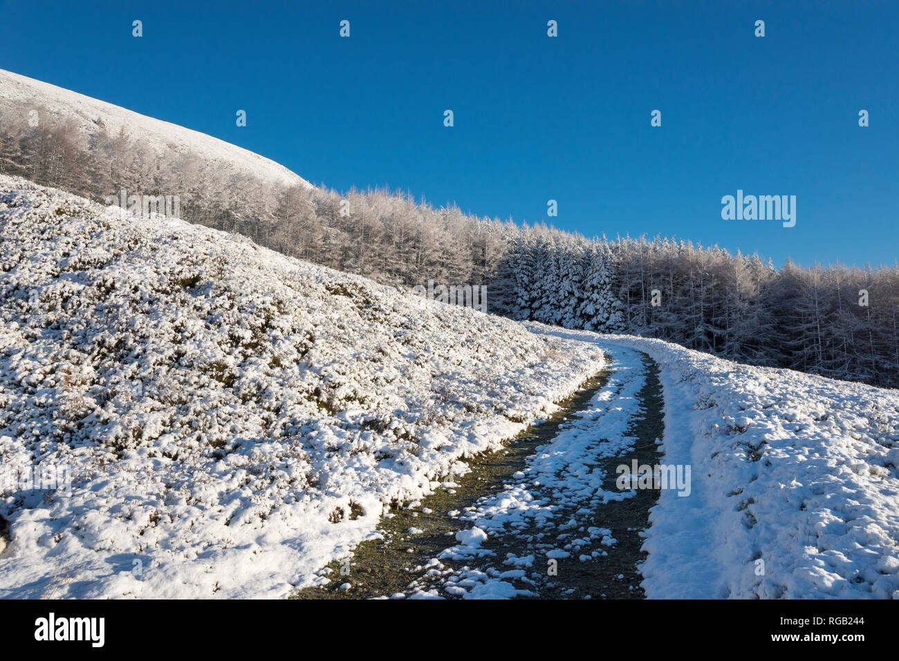Path leading up to snowy forest in the hills of Northern England on a ...