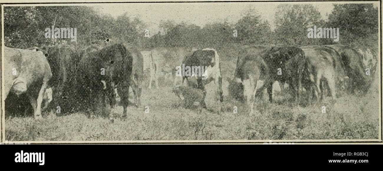 Wintering cattle hires stock photography and images Alamy