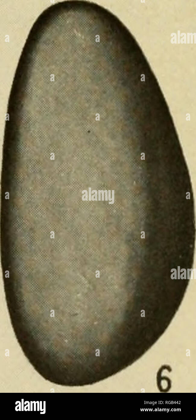 Bulletin of the U.S. Department of Agriculture. Agriculture. Eggs and Larva  of Simulium. Fig. 1.—Egg of Simulium venustum, freshly laid. (After  Mecznioow.) Fig. 2.—Egg of Simu- liinavi iniMaia, second to fourth